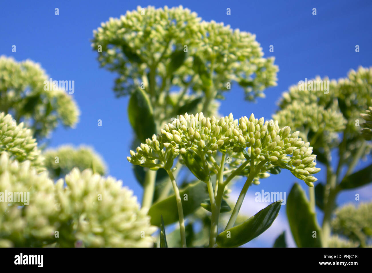 Young green growing bush of Sedum with bunches of buds against bright blue sky Stock Photo