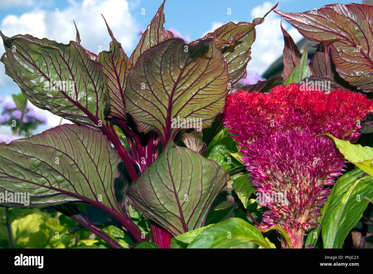 Beautiful flower of purple garden Celosia cristata against green leaves with burgundy streaks Stock Photo