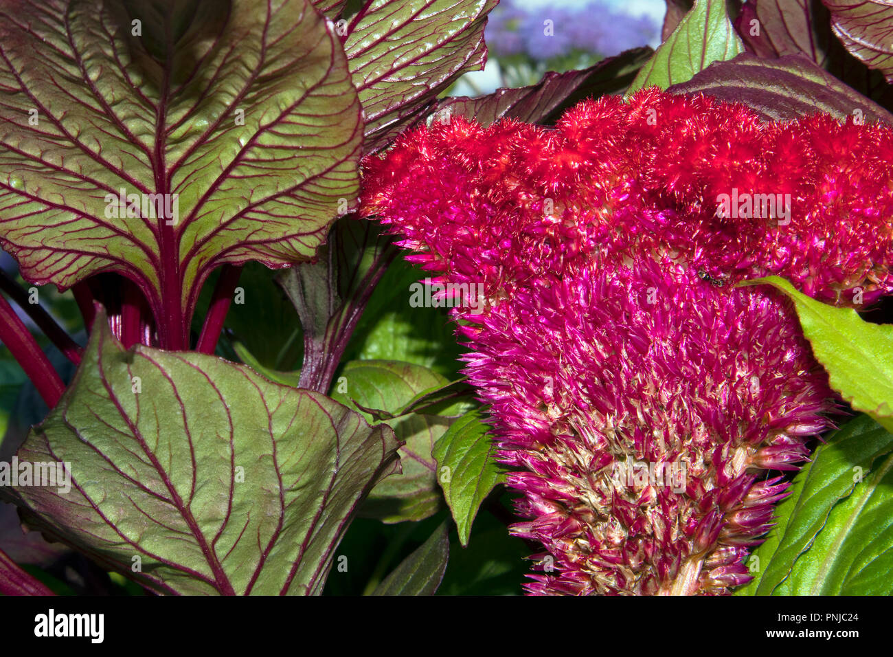 Beautiful flower of purple garden Celosia cristata against green leaves with burgundy streaks Stock Photo