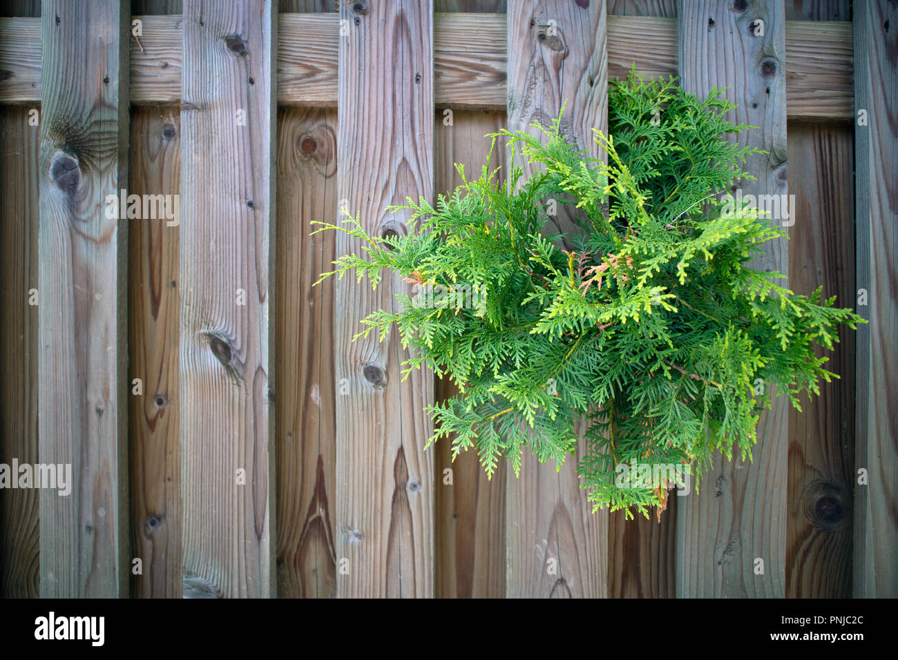 Evergreen branch of thuja making its' way through the planed fence planks Stock Photo