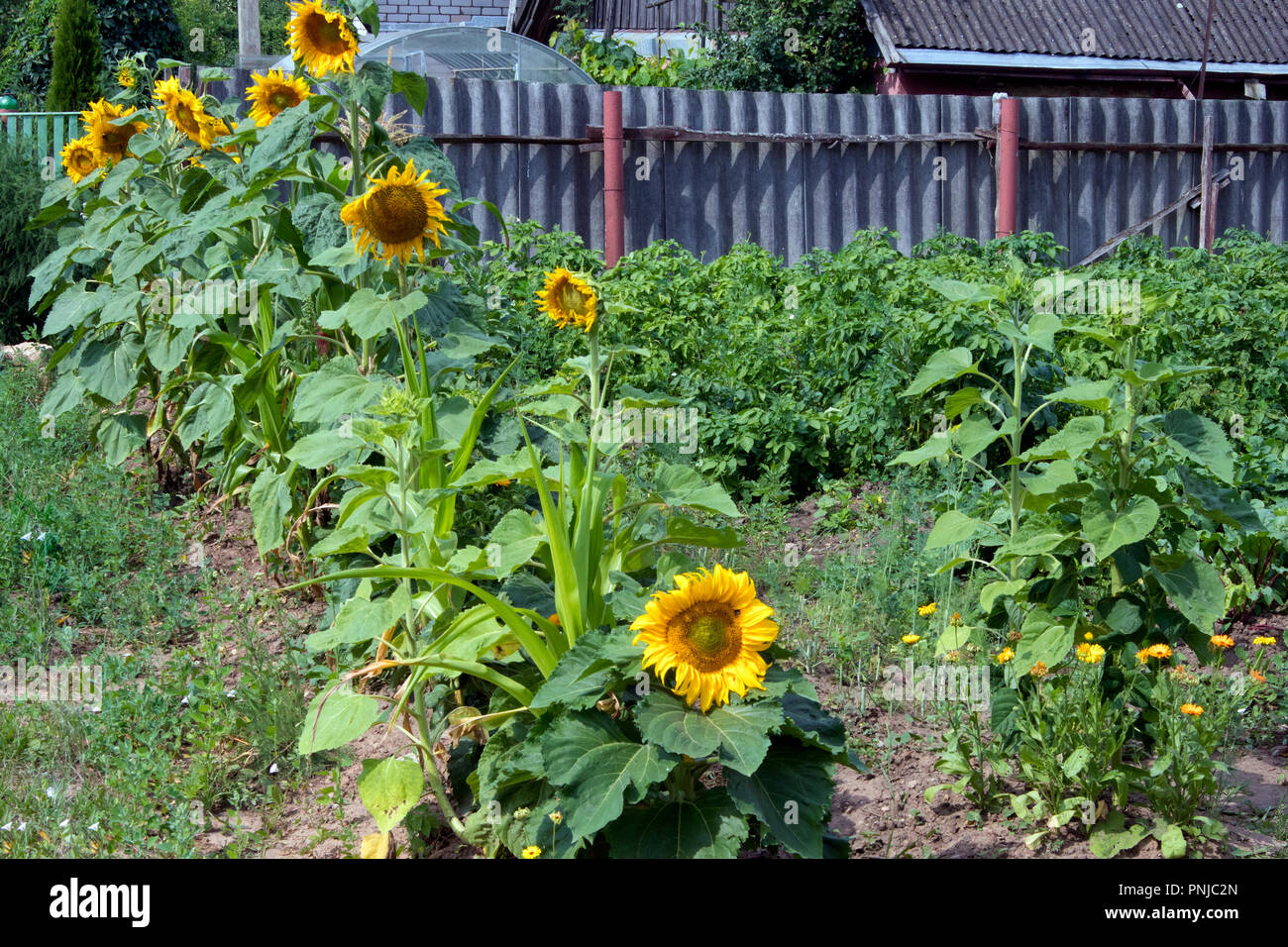 Garden bed with sunflowers growing in a kale yard near rural fence Stock Photo