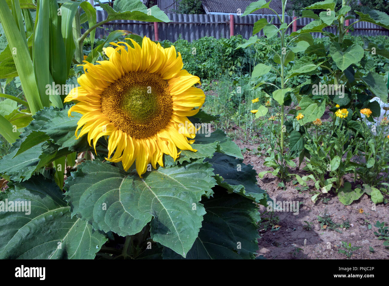 Bright single sunflower with lurk bumble bee growing in a garden between green foliage Stock Photo