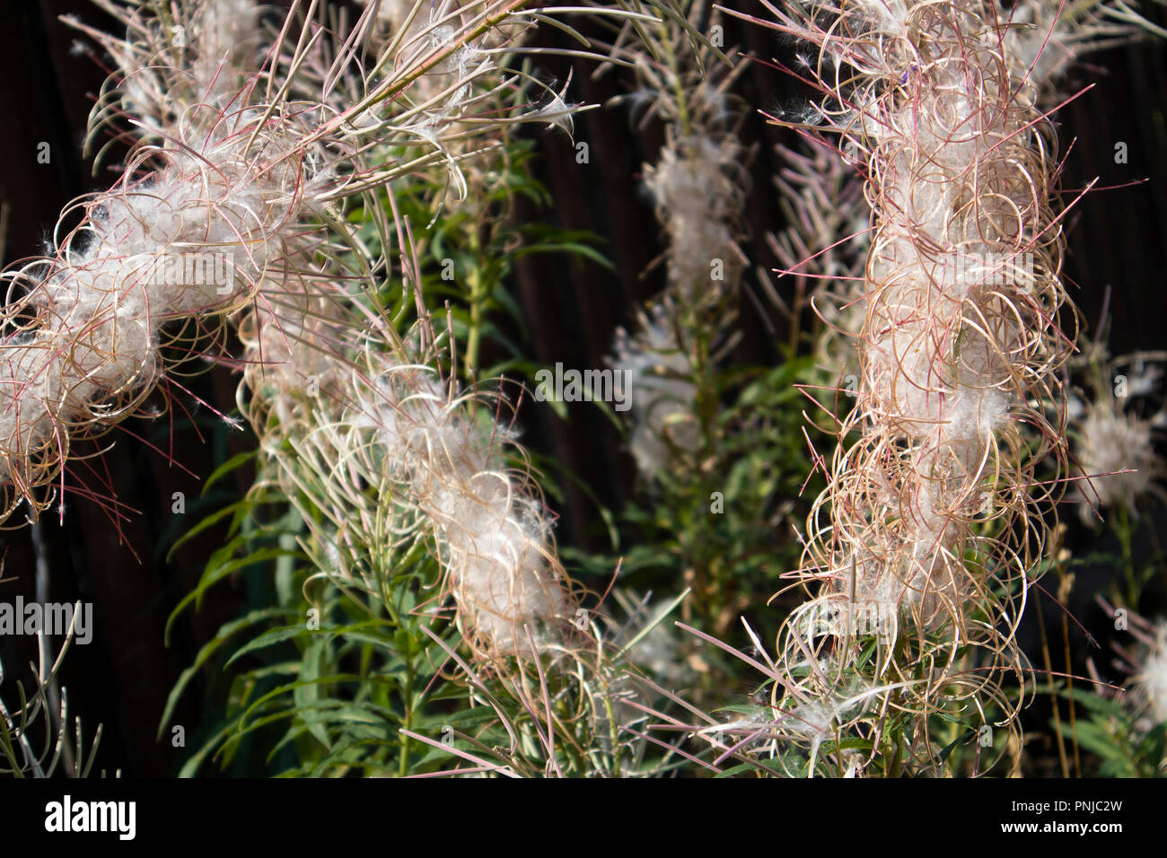 Mature willow-herb fluffy infloresences with pods and leaves against dark wooden brown fence Stock Photo