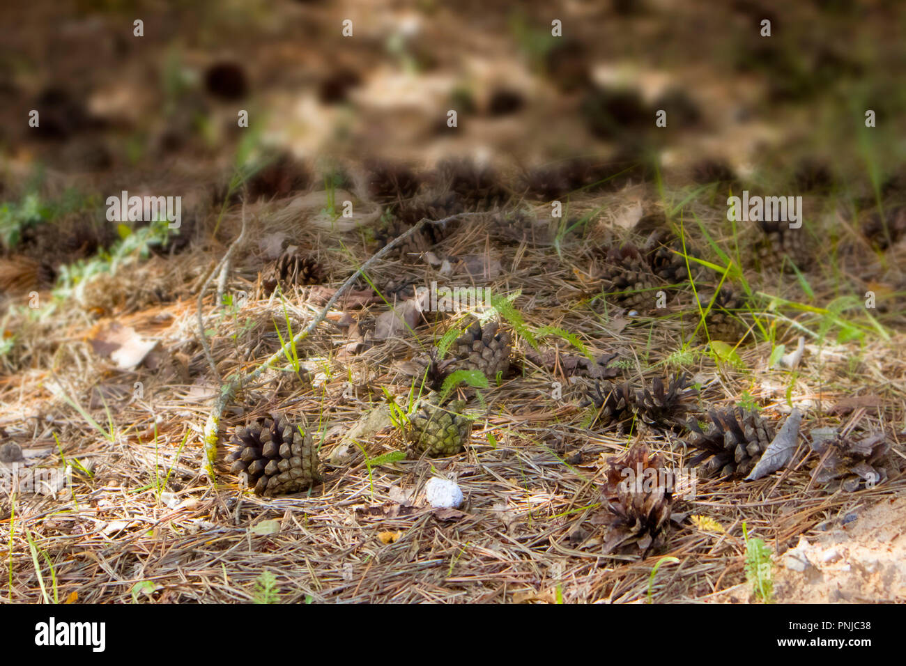 Fallen opened ripe pine cones lying on the forest field against blurred background Stock Photo