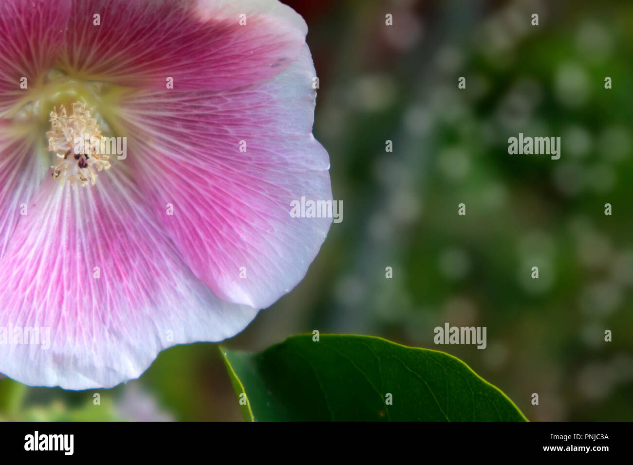 Pale pink romantic garden flower with white border against blurred herbal background with space for text Stock Photo