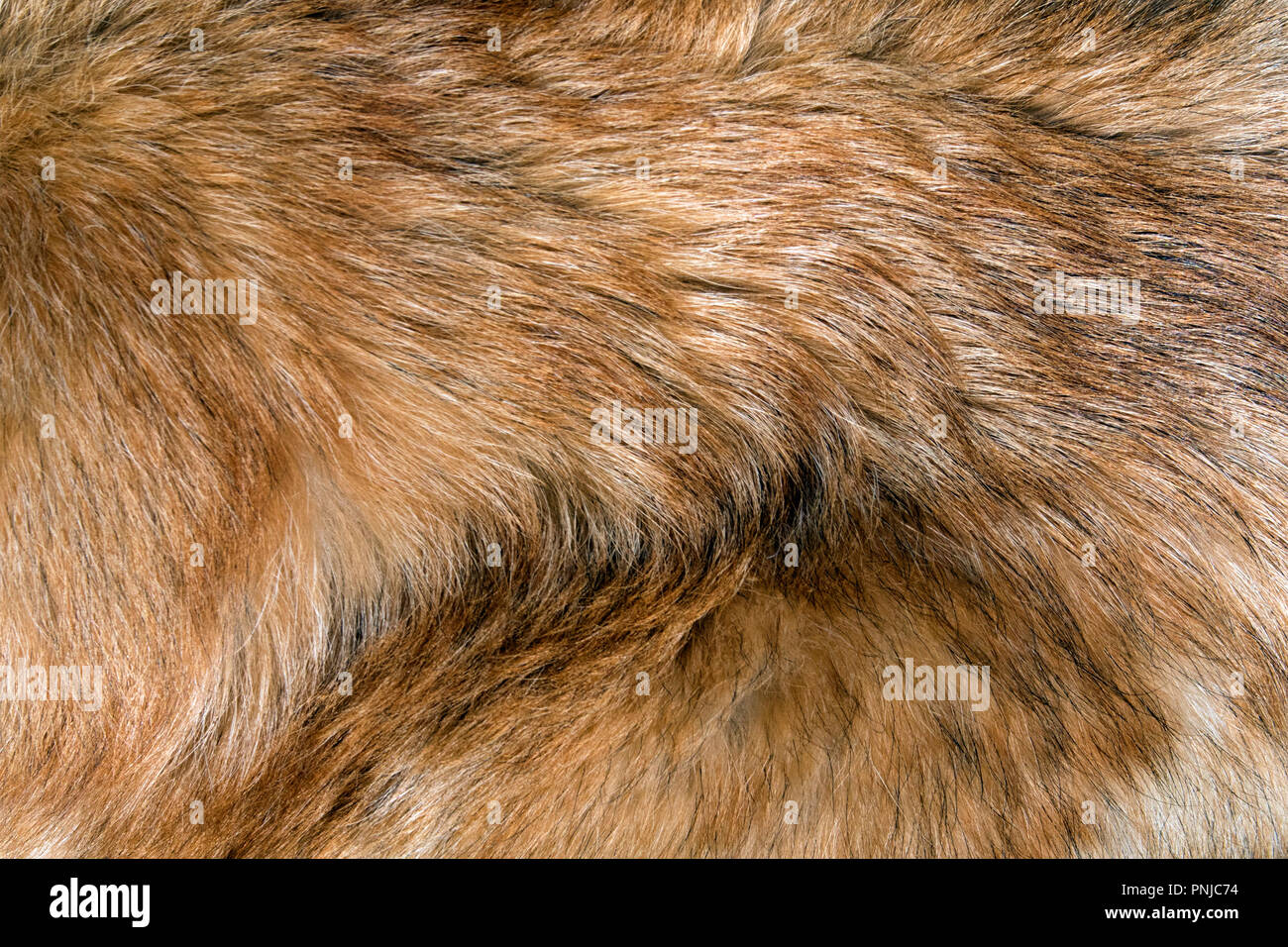 Bright red fluffy dog fur closeup, may be used as background or texture Stock Photo