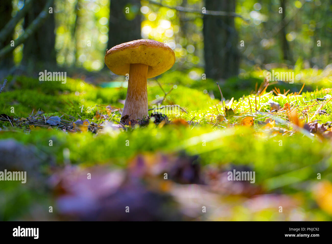 large summer cep in forest Stock Photo