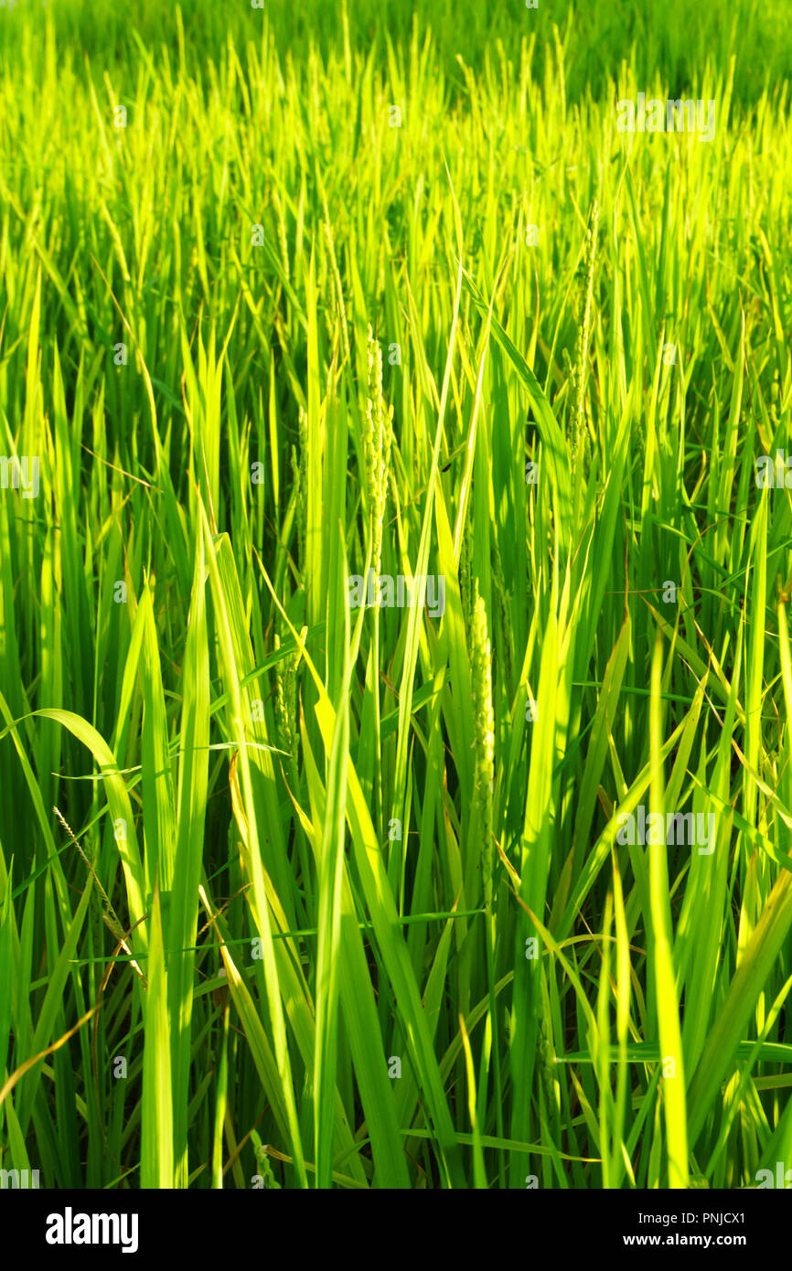 Rice field in bright green color, rice is blooming Stock Photo - Alamy