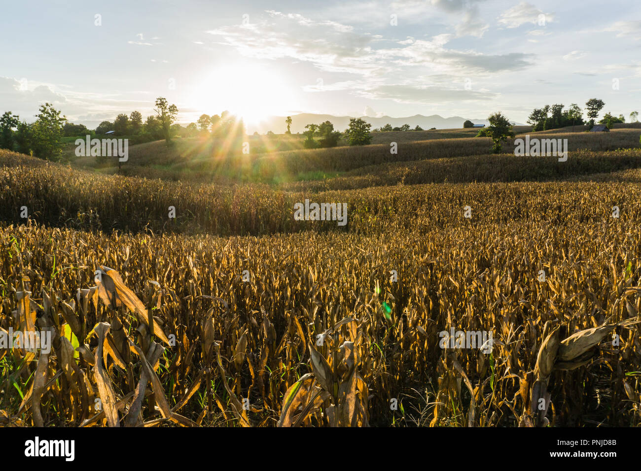 Corn fields waiting for harvest, corn in corn fields Stock Photo Alamy