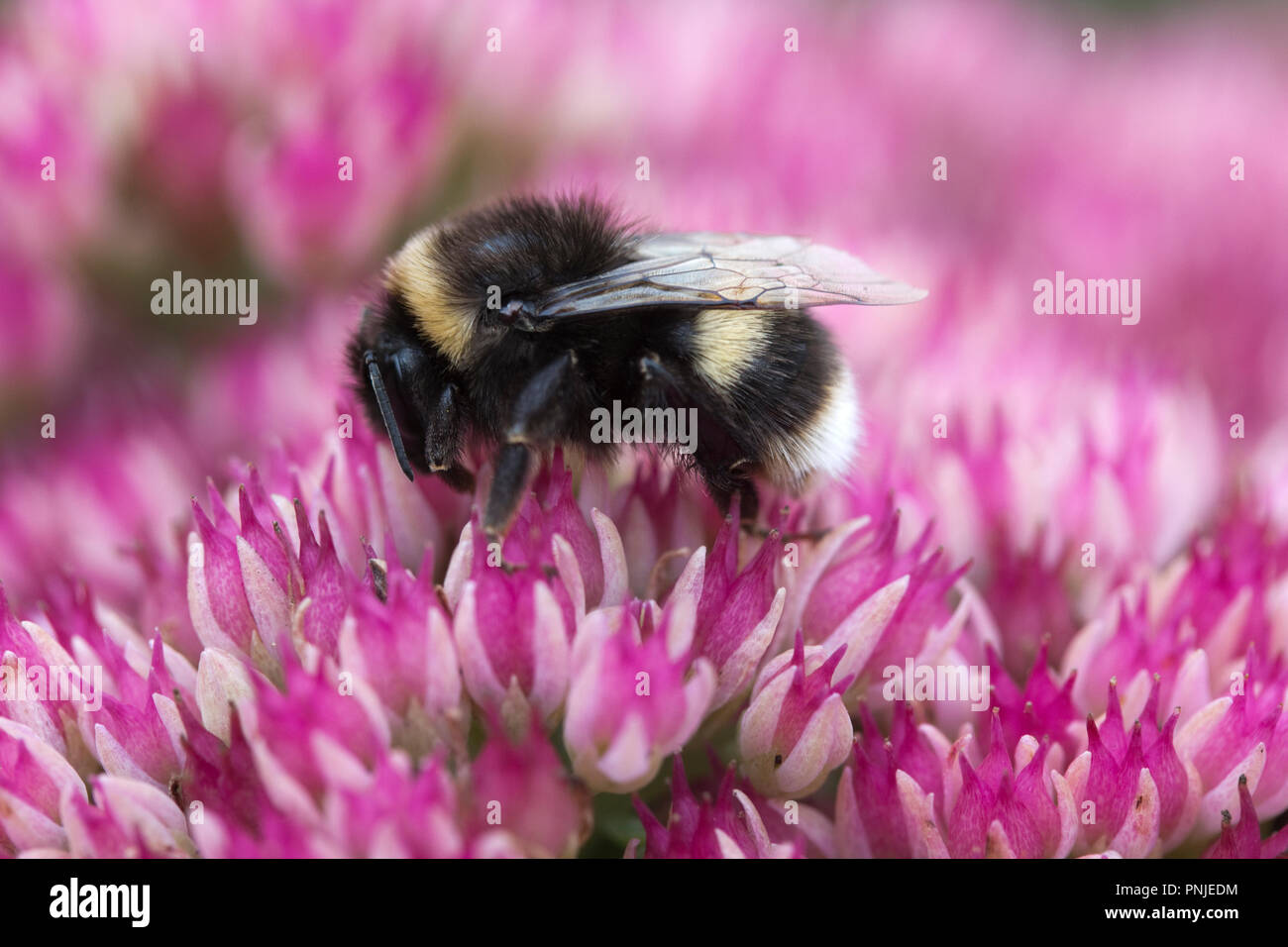 Bee on Pink Sedum Stock Photo