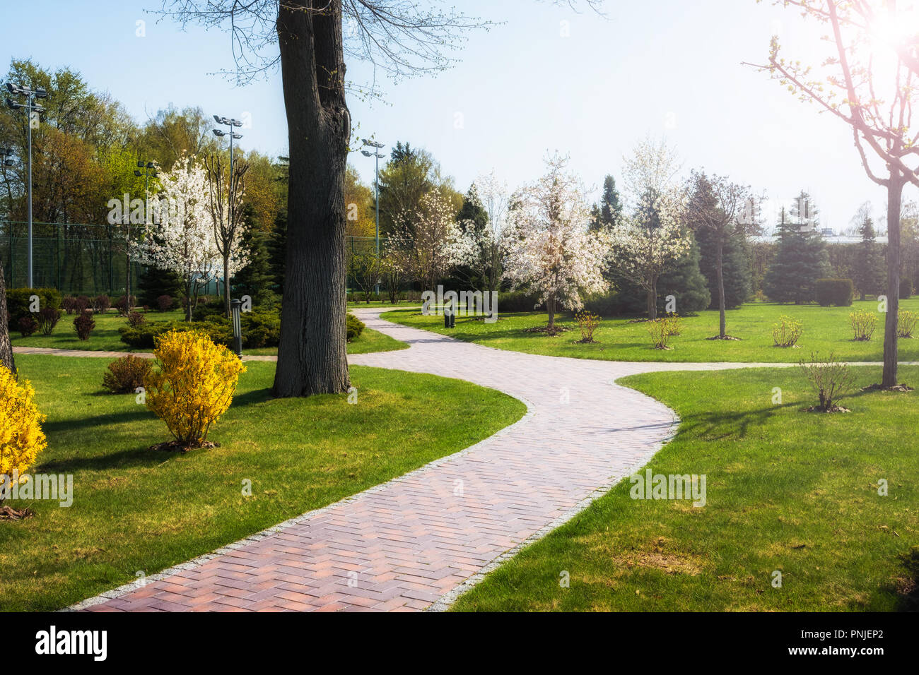 Green spring sunny city park with road and beautiful trees alley Stock ...