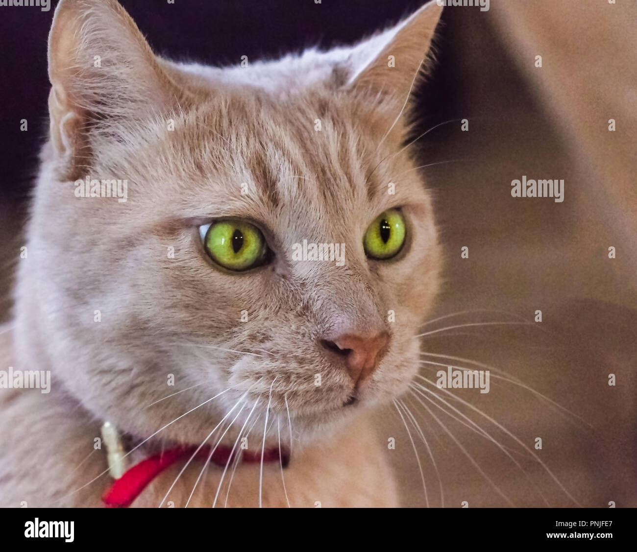 White and caramel cat hires stock photography and images Alamy