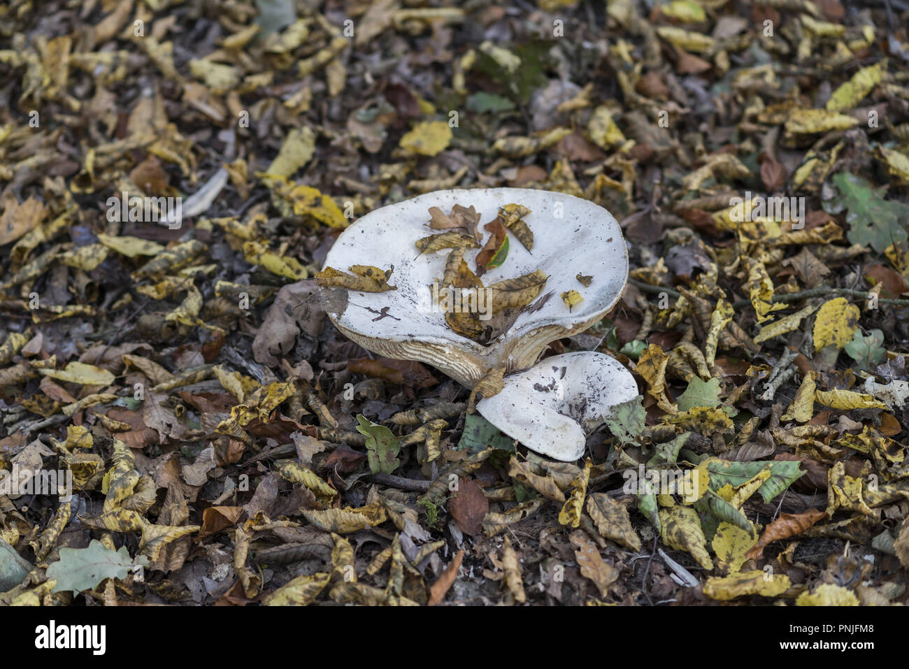 Lactifluus vellereus; fleecy milkcap; Mleczaj chrząstka Stock Photo