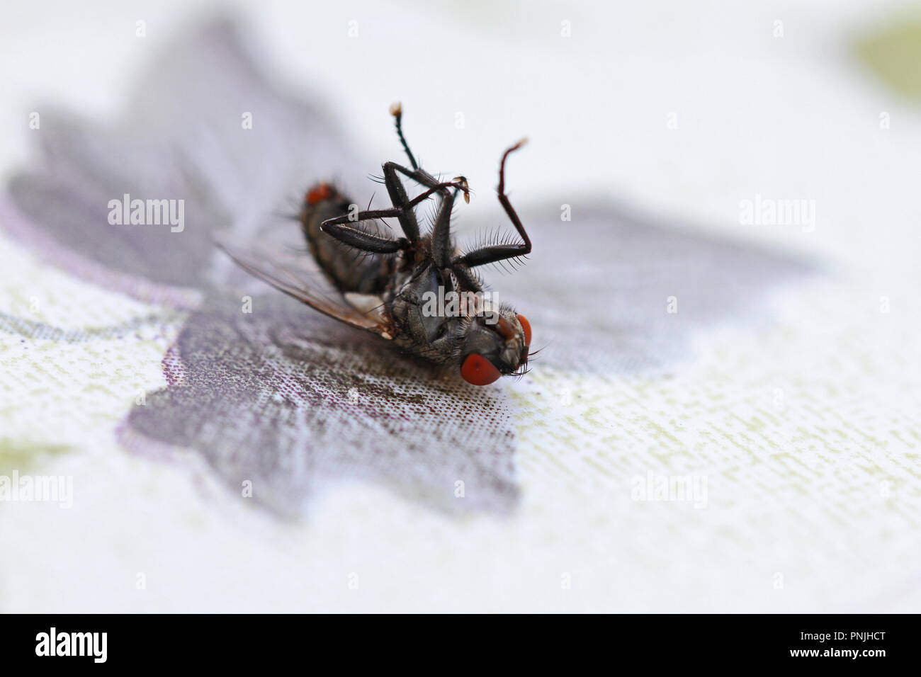 house fly close up on its back possibly dying Latin phaonia valida or musca domestica group muscidae in Italy similar to a stable fly on a tablecloth Stock Photo