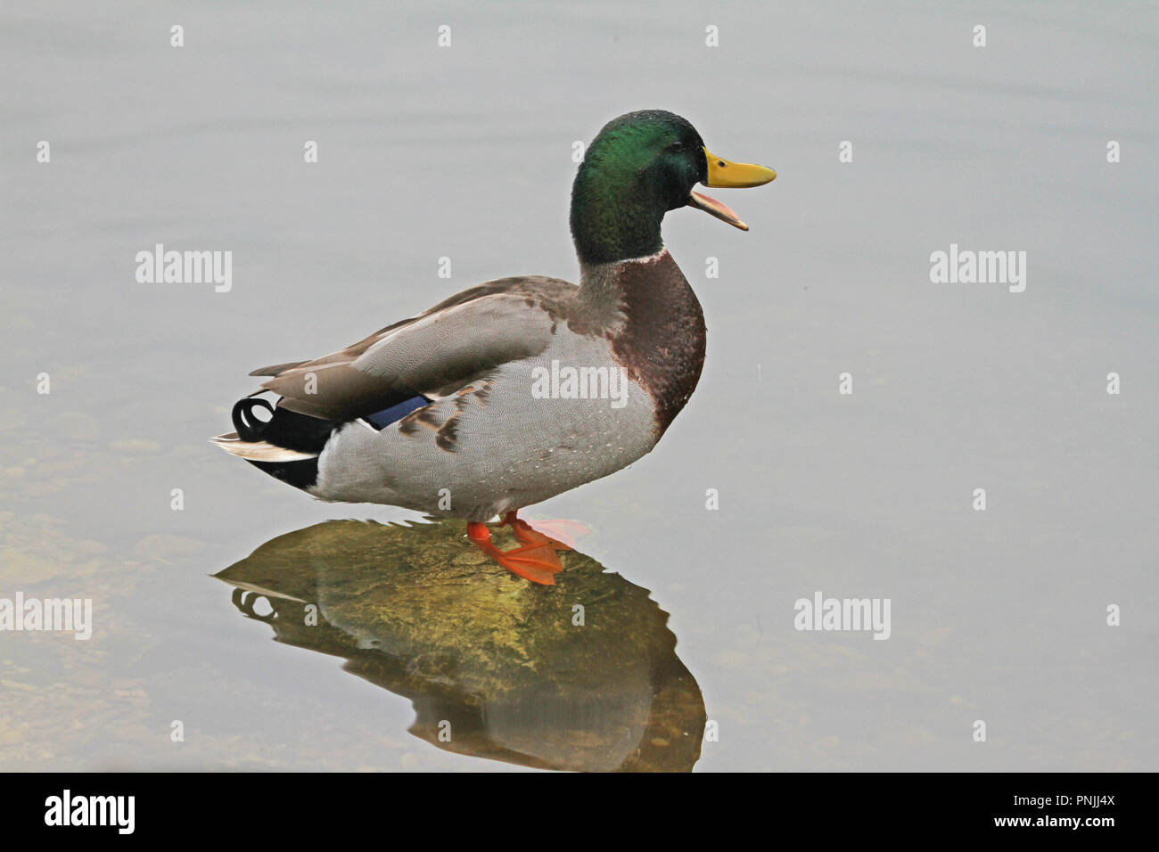 male mallard or duck or drake close up Latin name Anas platyrhynchos quacking standing in the water with orange feet in Portonovo near Ancona Italy Stock Photo