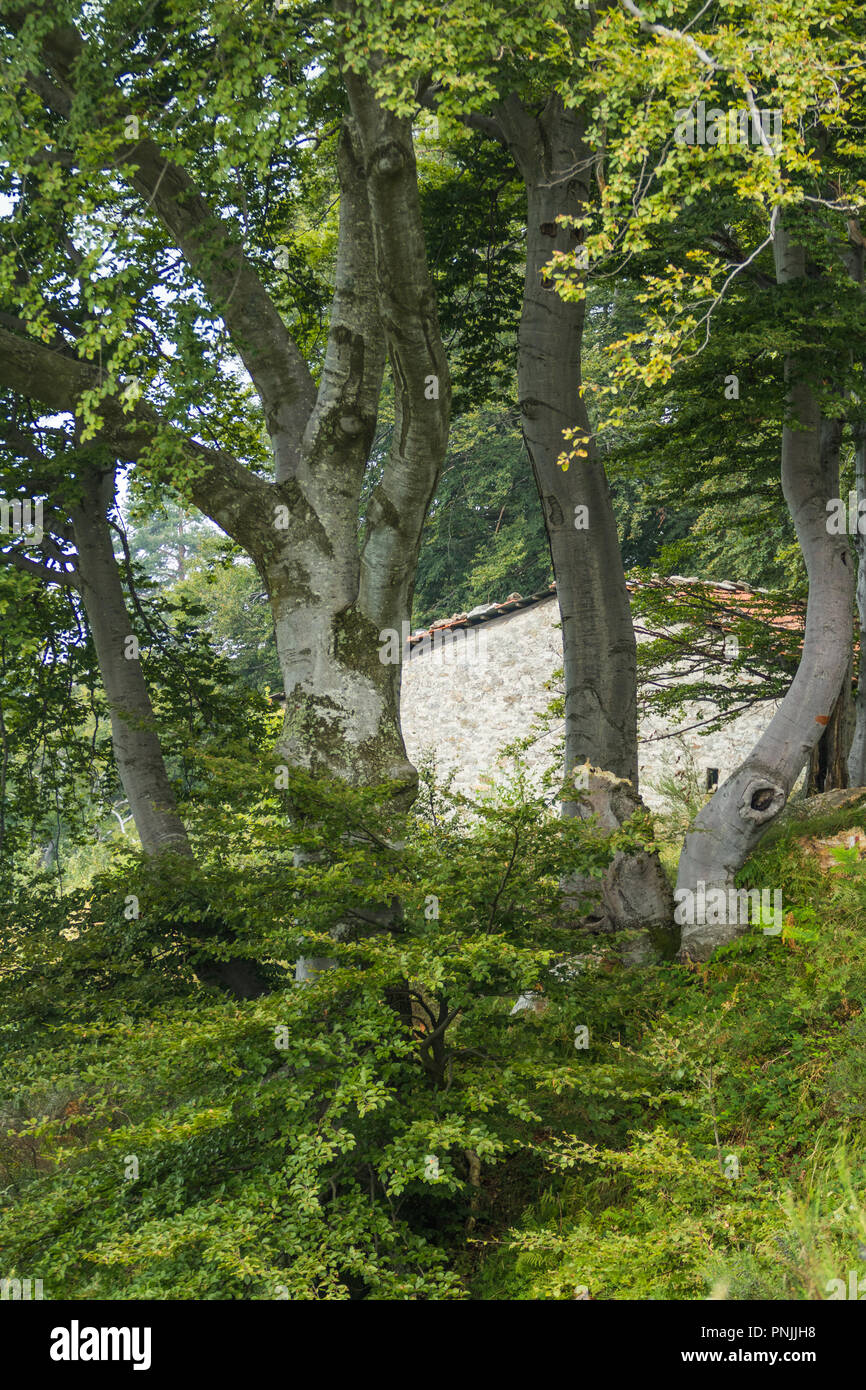 A rural house cabin in the Woods of beech trees in the countryside alps of Northern Italy Stock Photo