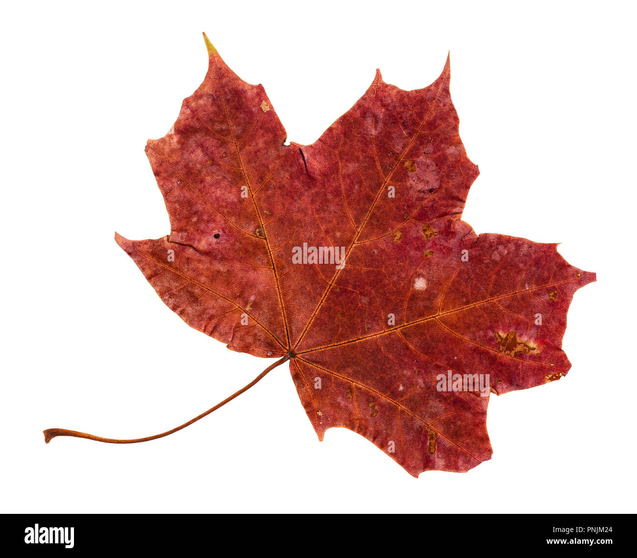 Autumn red leaf herbarium hi-res stock photography and images - Alamy