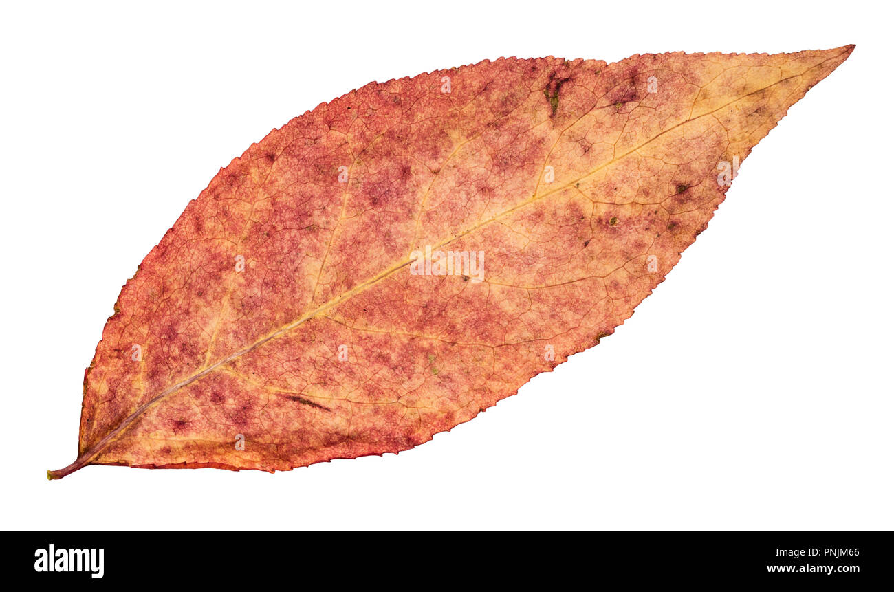 dried fallen pink autumn leaf of willow tree cut out on white background Stock Photo