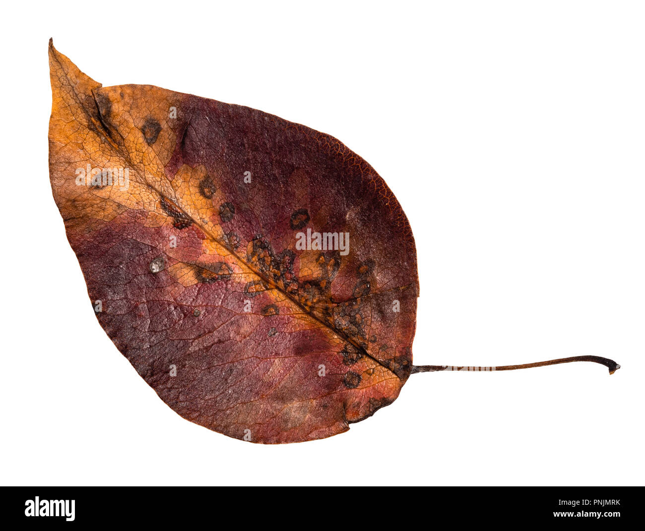 rotten fallen yellow autumn leaf of apple tree cut out on white background Stock Photo