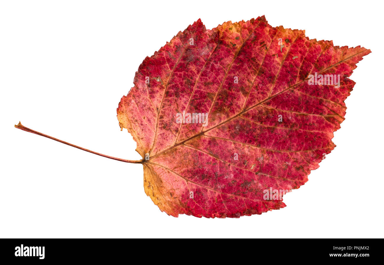 dried fallen red autumn leaf of alder tree cut out on white background Stock Photo