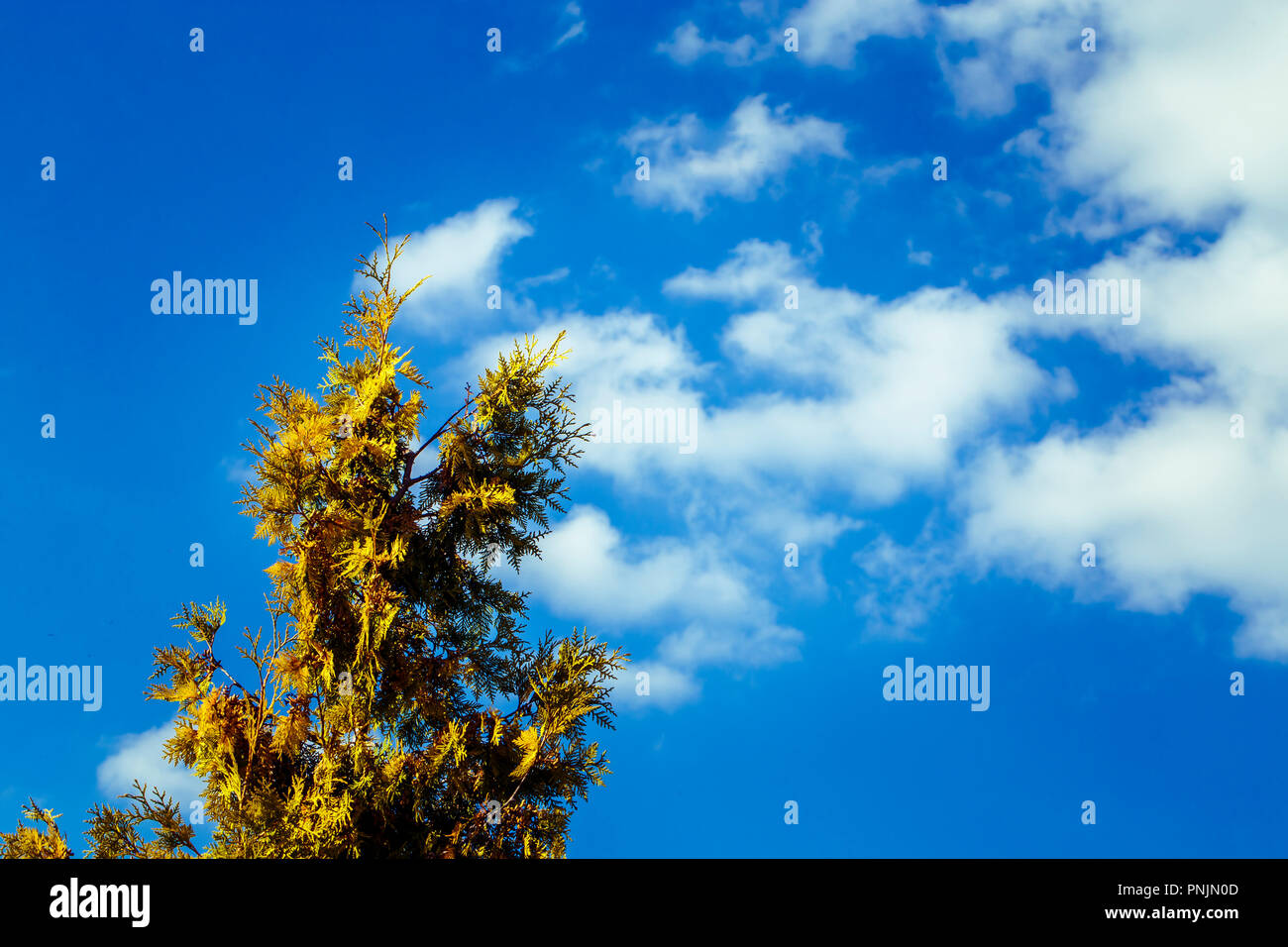 top of a cypress against a blue sky with clouds Stock Photo