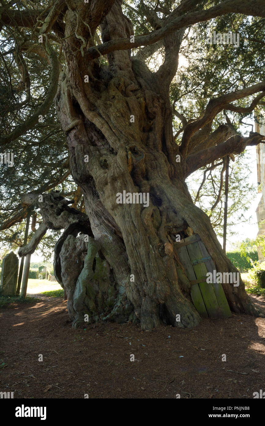 Ancient Yew tree, Taxus baccata, Crowhurst, St Curuch, Surrey
