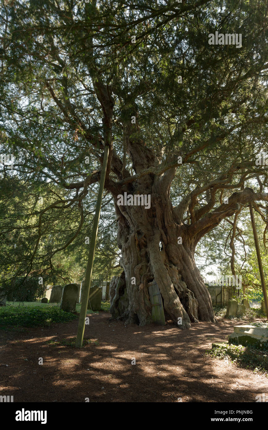 Ancient Yew tree, Taxus baccata, Crowhurst, St Curuch, Surrey