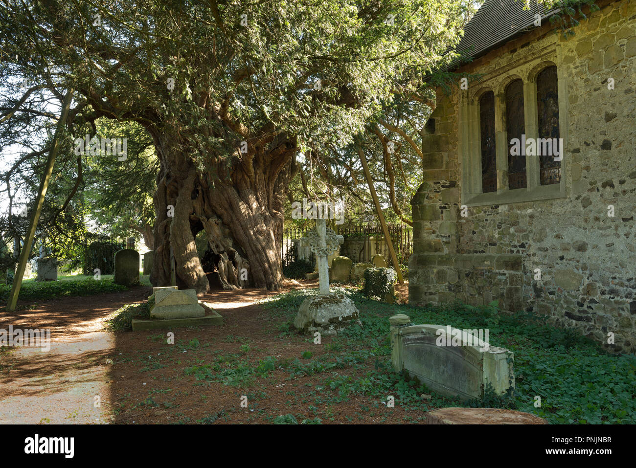 Ancient Yew tree, Taxus baccata, Crowhurst, St Curuch, Surrey