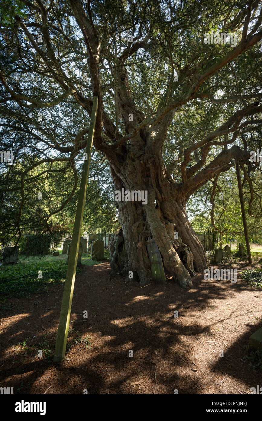 Ancient Yew tree, Taxus baccata, Crowhurst, St Curuch, Surrey