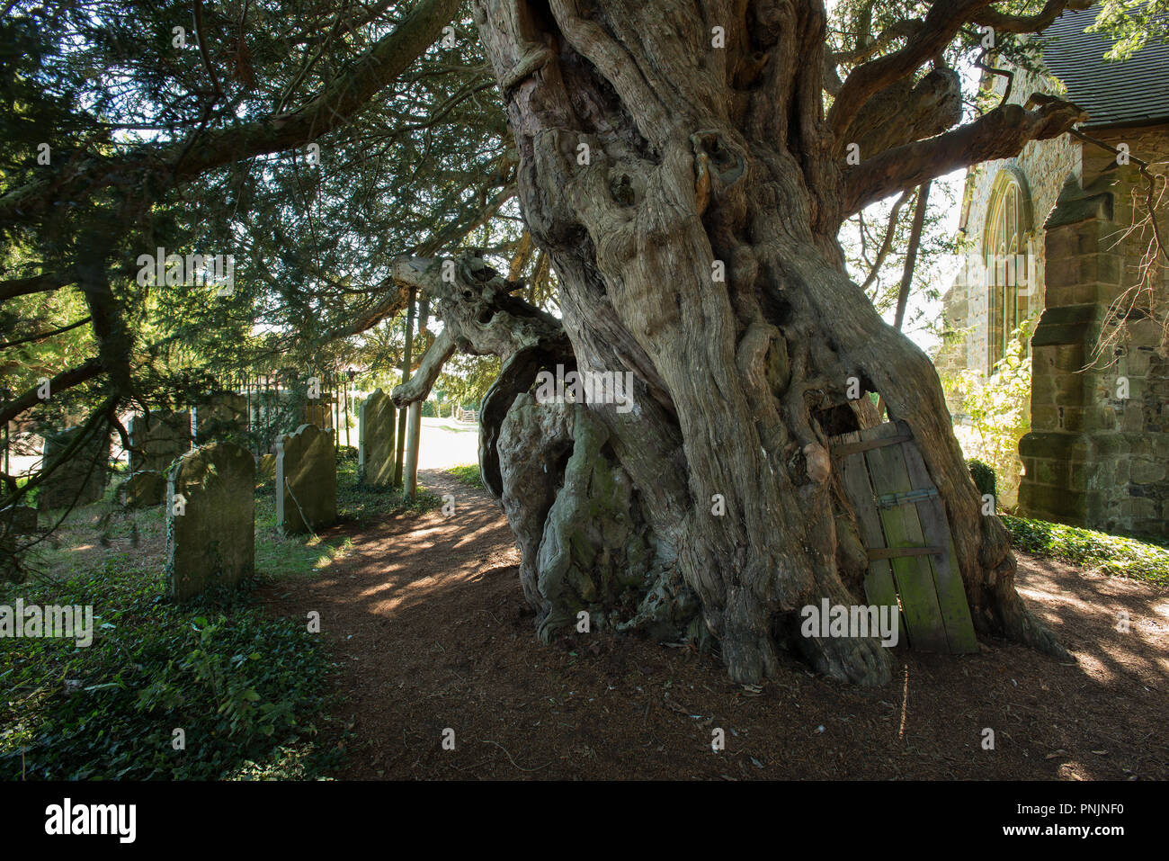 Ancient Yew tree, Taxus baccata, Crowhurst, St Curuch, Surrey