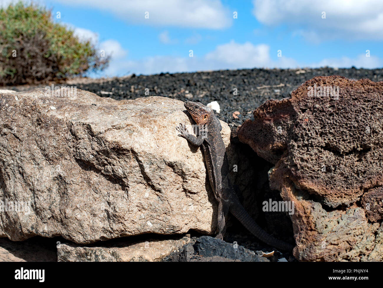 Gran Canaria Giant lizard  (Gallotia stehlini) - the largest reptiles within the family lacertidae Stock Photo