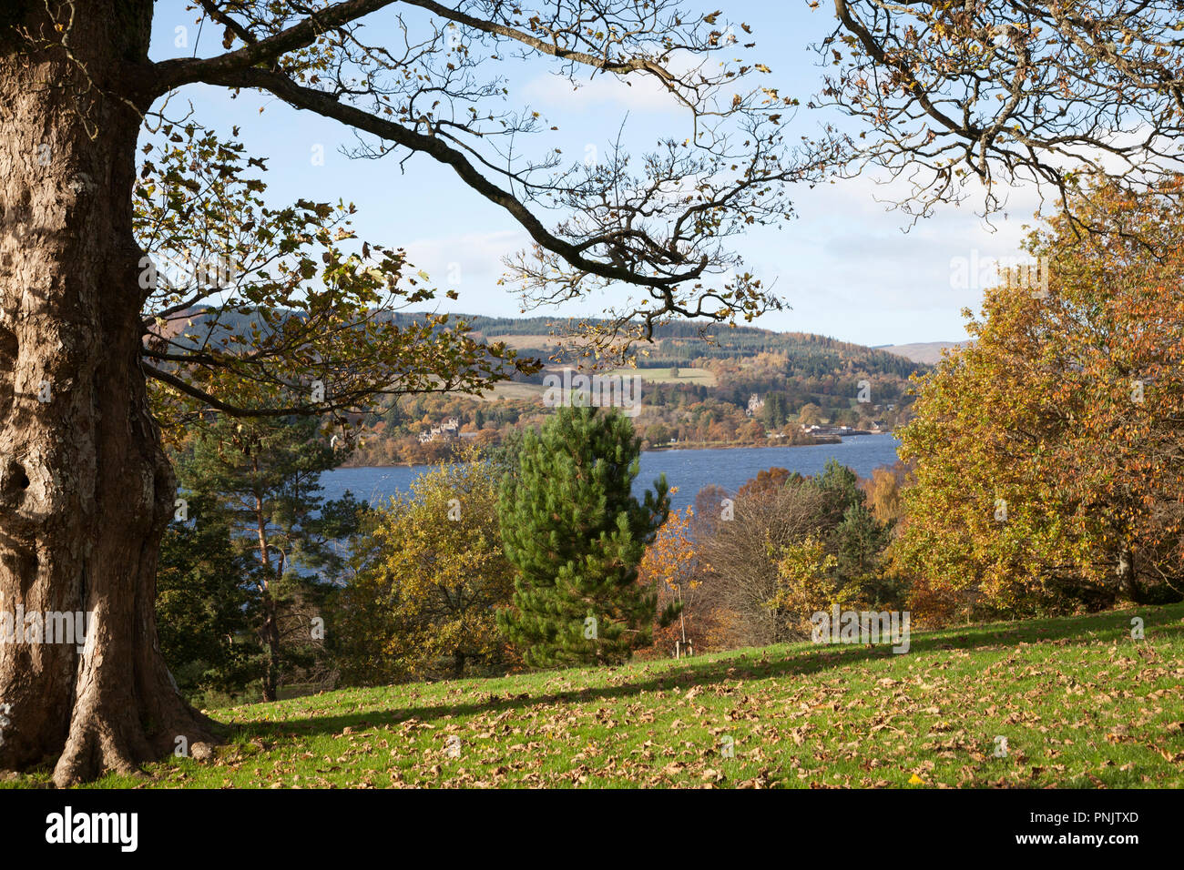 Autumn scene with copper coloured leaves overlooking Loch Lomond, Argyll, Scotland Stock Photo