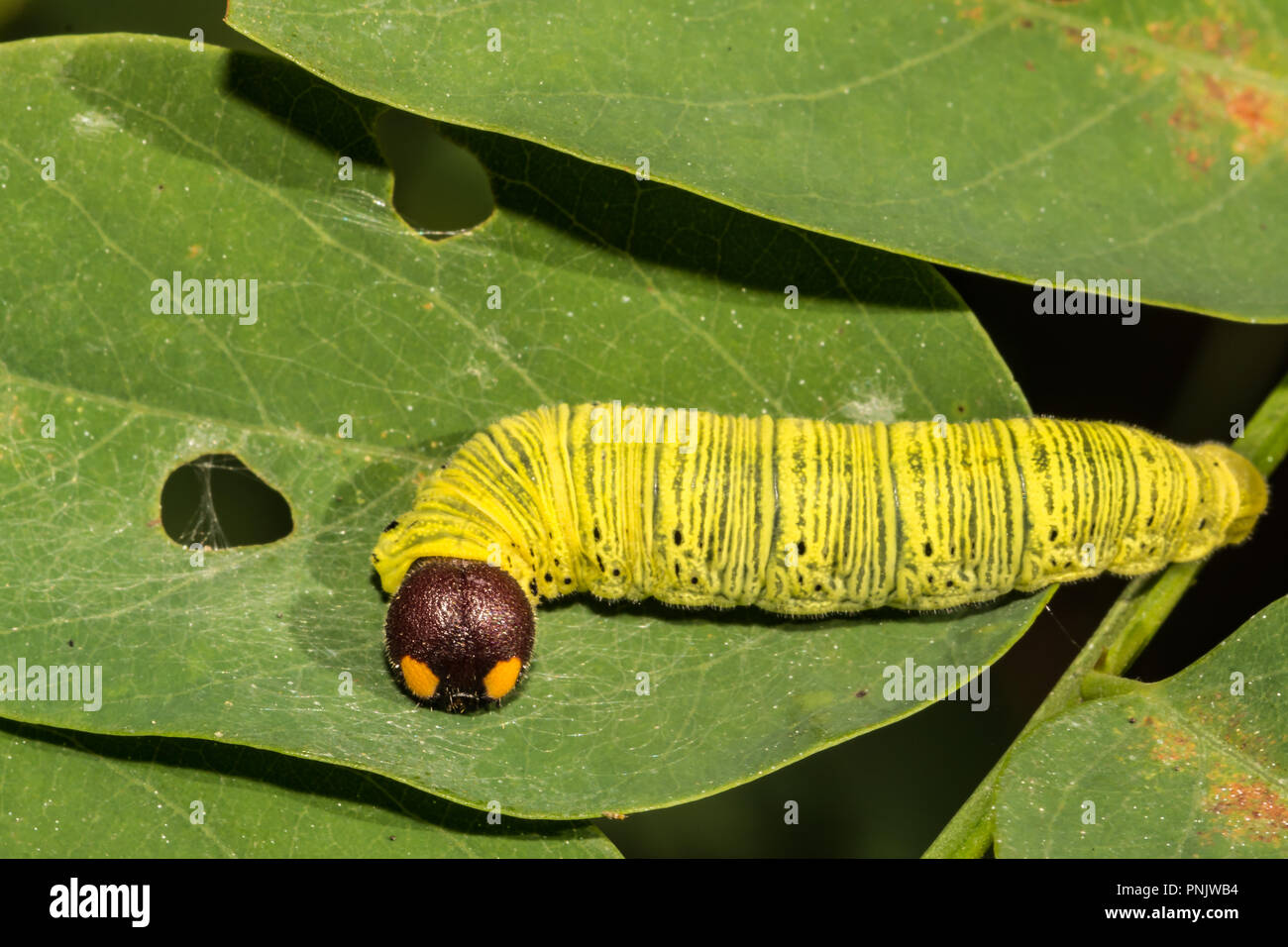 Silver-spotted Skipper (Epargyreus clarus) Stock Photo