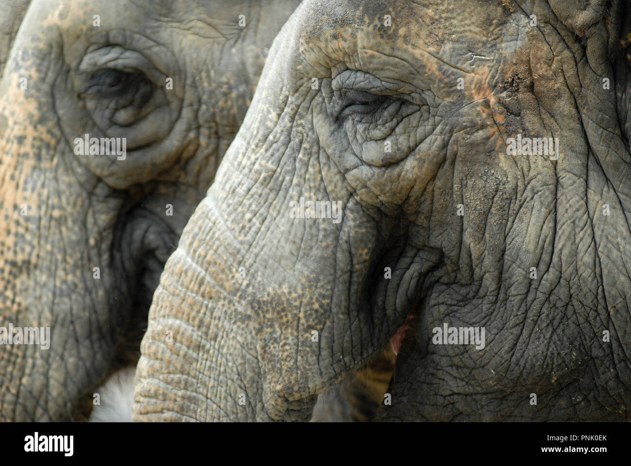 Elephants face close up shot in Ueno, Tokyo Stock Photo
