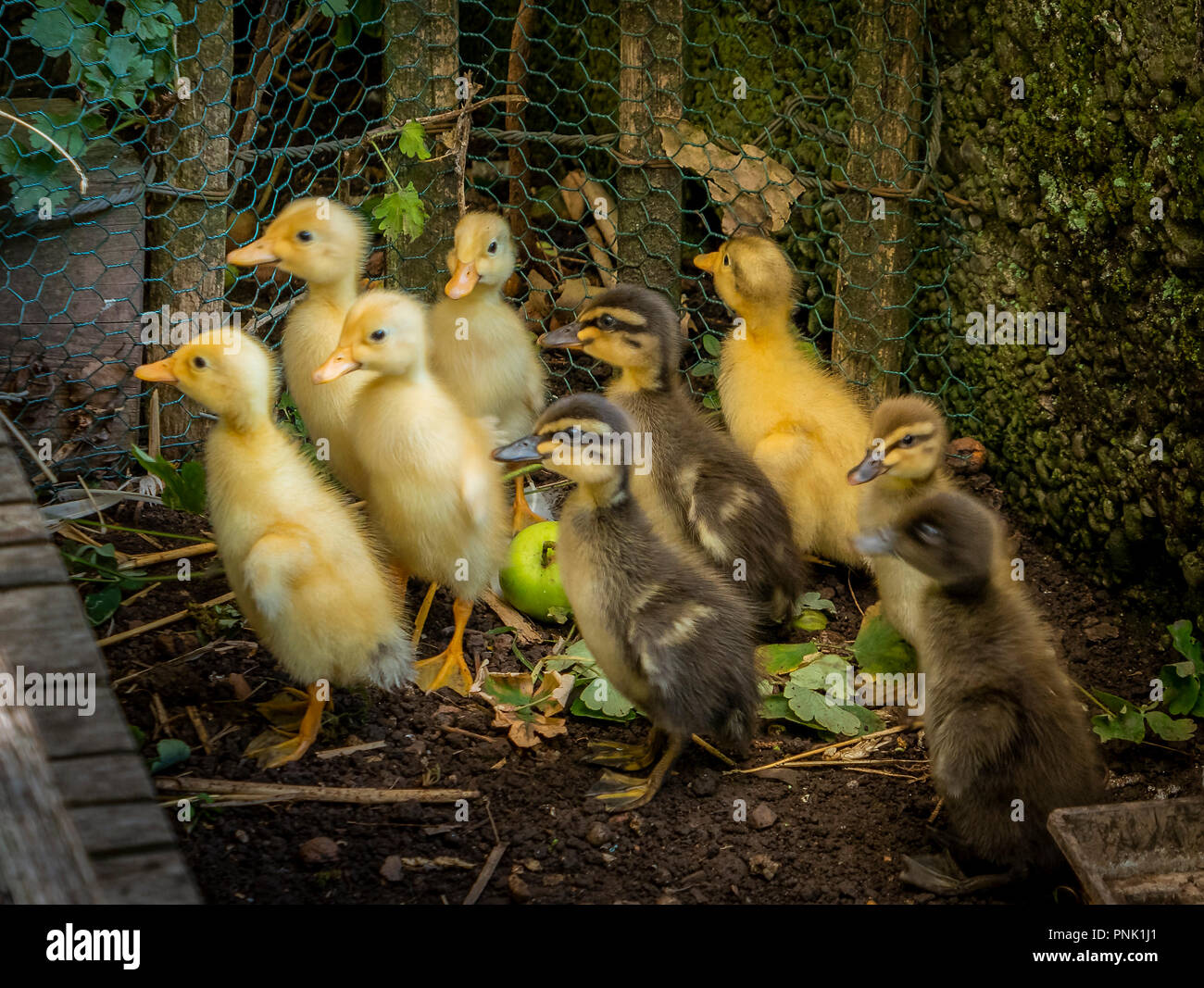 Indian runner ducks (Anas platyrhynchos f. domestica) duckling Stock Photo