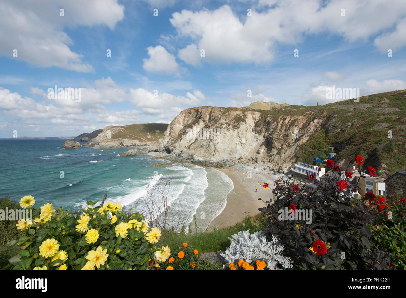 Trevaunance Cove, near St Agnes, Cornwall, UK, September, Surfing beach seen from cliff path, garden flowers in foreground. Stock Photo