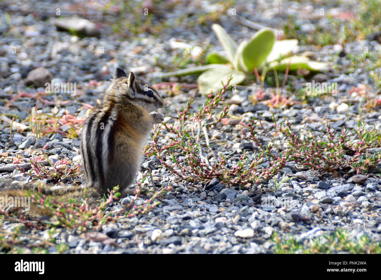 Chipmunk gathers seeds and nuts for the winter. Stock Photo