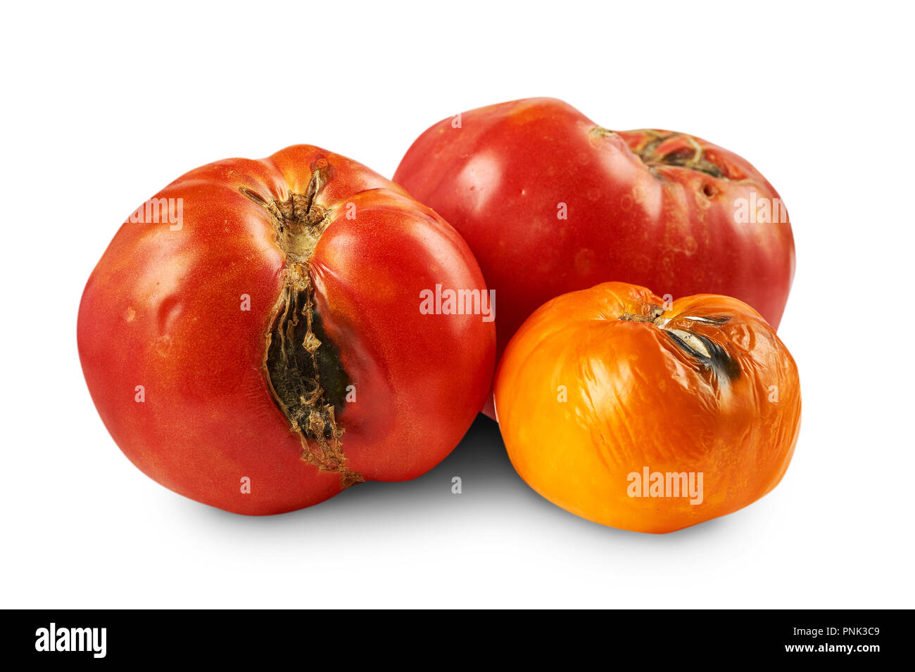 Spoiled, rotten tomatoes isolated on white background. Stock Photo
