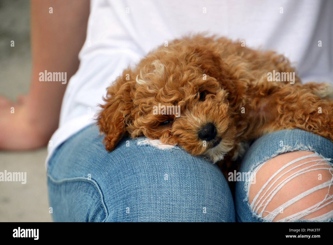 Cute maltipoo puppy lying on girls' lap wearing ripped jeans Stock Photo