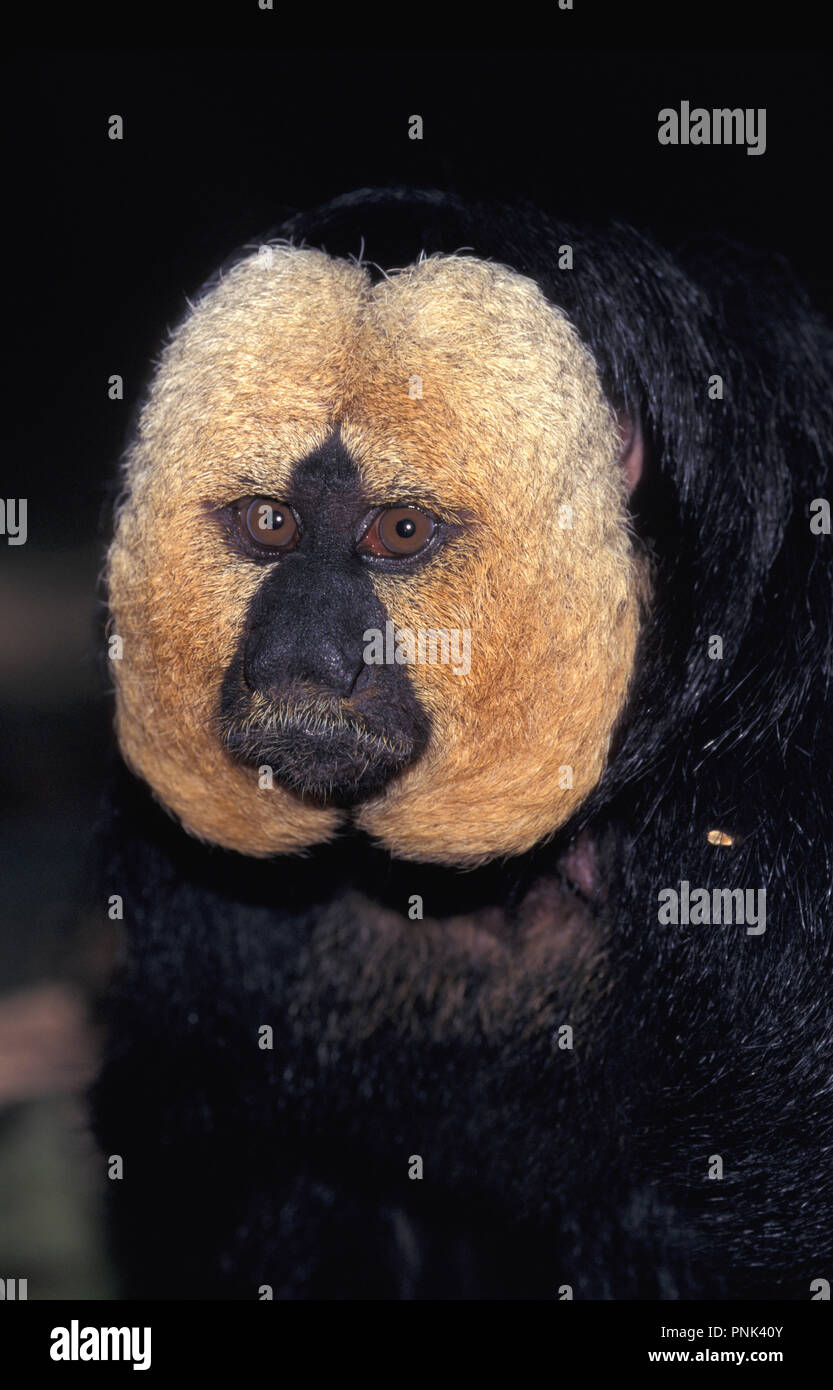 Monkey pithecia hi-res stock photography and images - Alamy