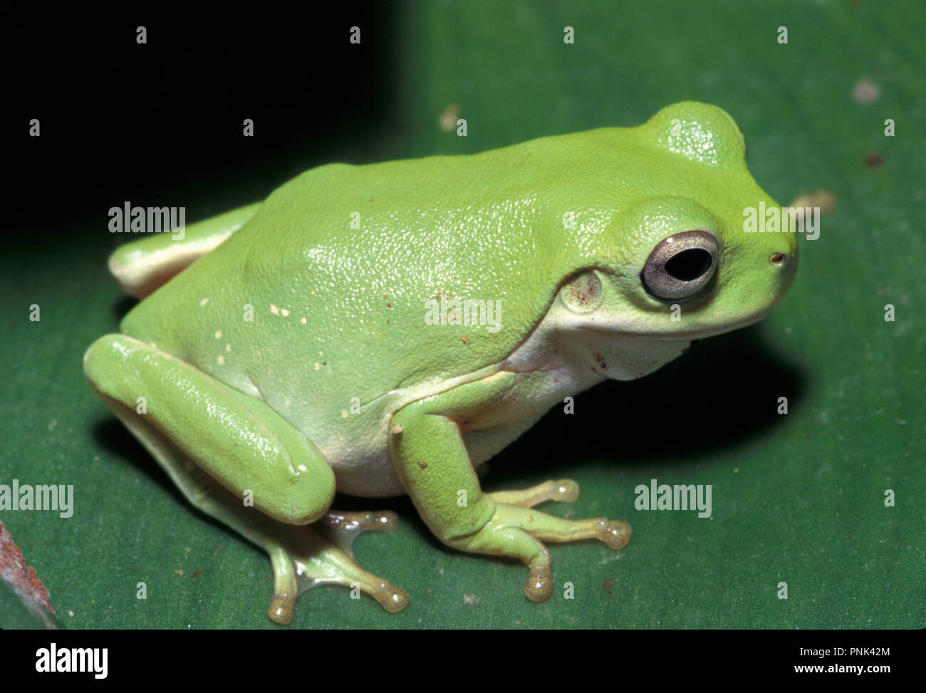 Labed Tree Frog NOT 1084524 WHITE'S TREE FROG Litoria caerulea Australia Stock Photo ...