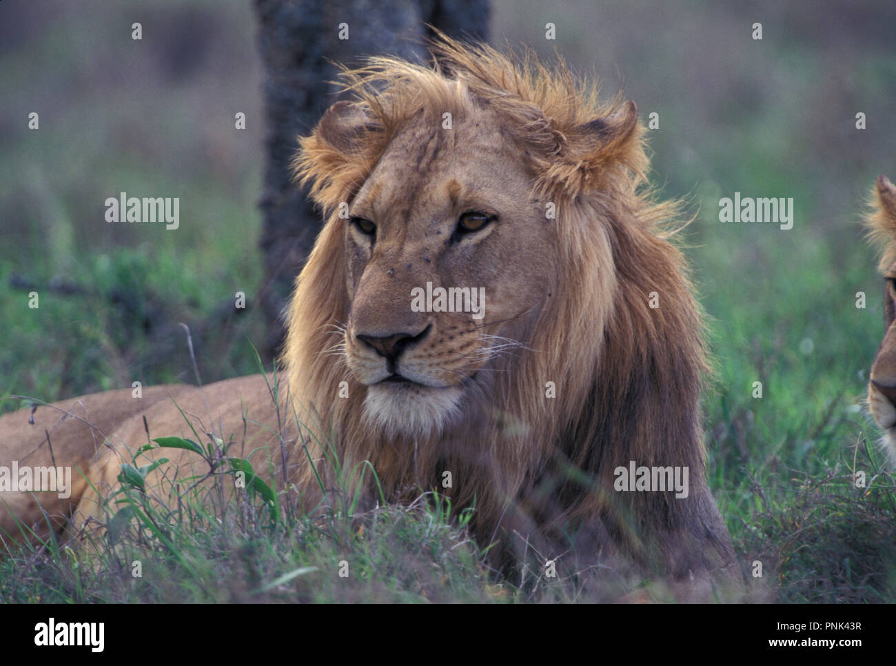 not-1099357-african-lion-kenya-east-africa-stock-photo-alamy