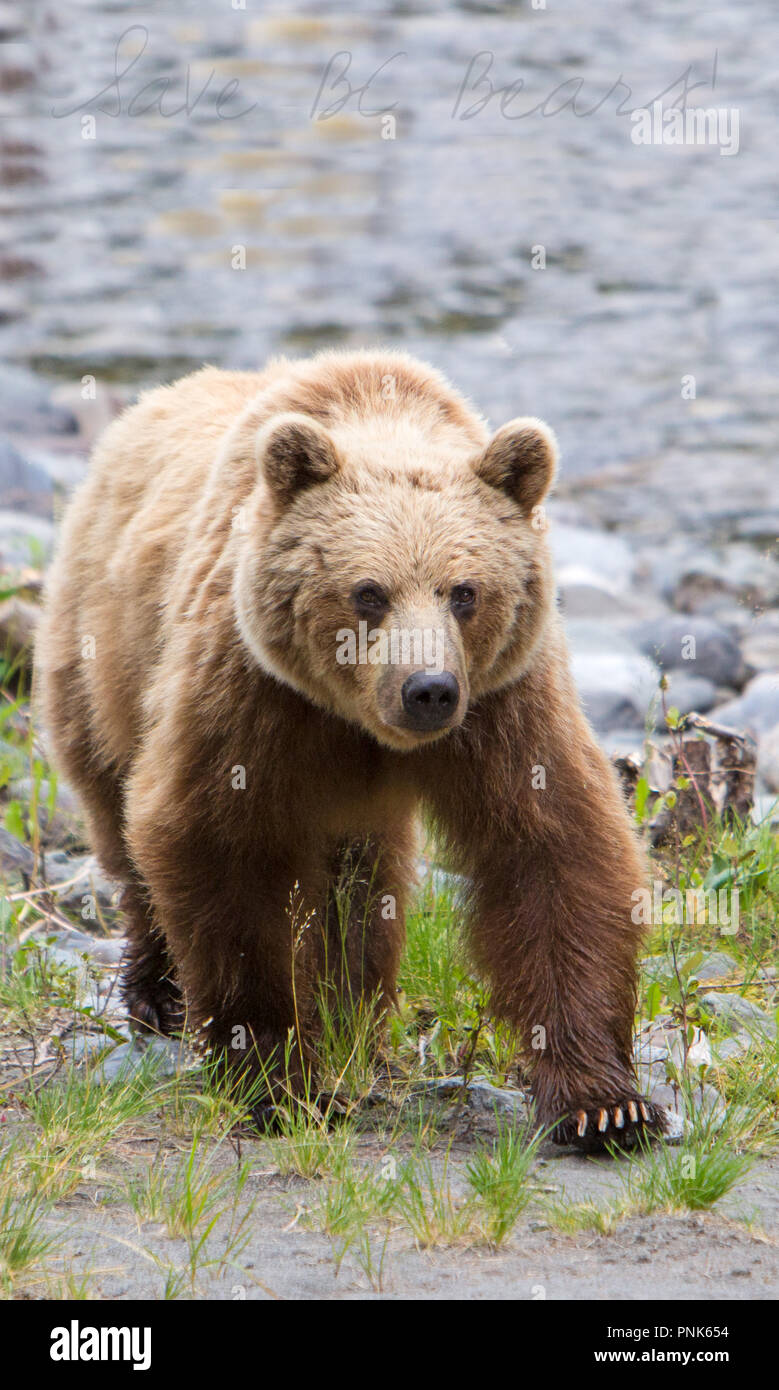 Sunshine the Grizzly Bear strolls up river Stock Photo