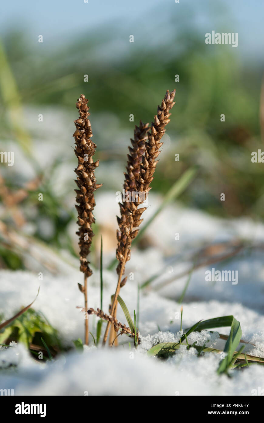 Three beautiful grass stalk culms in warm morning in cold winter snow with soft green background Stock Photo