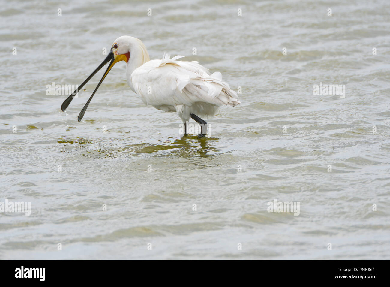 An Eurasian spoonbill aka common spoonbill skimming the waters of a ...