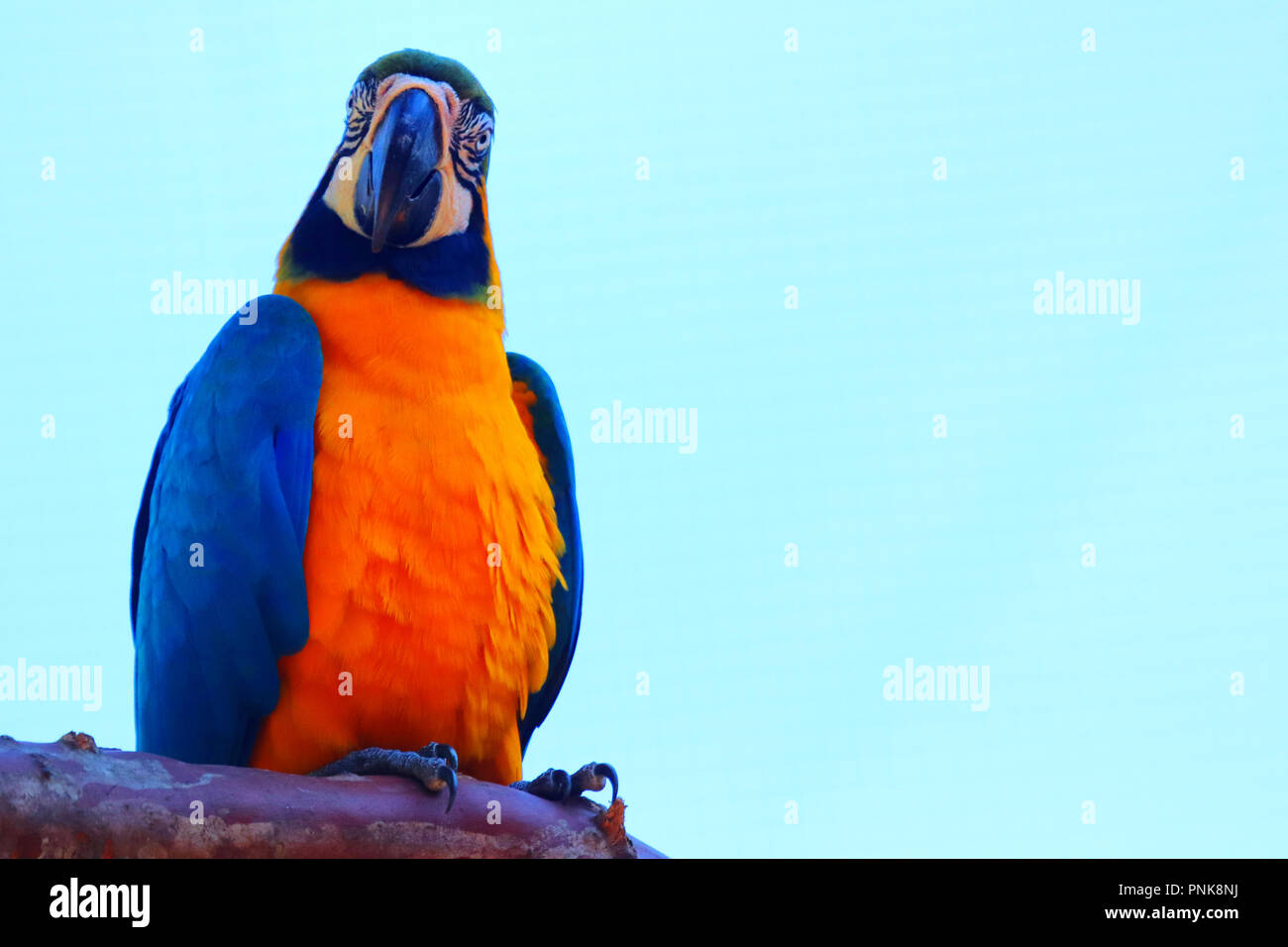 Parrot at Parque des Aves in Foz do Iguacu ( Brazil ) Stock Photo