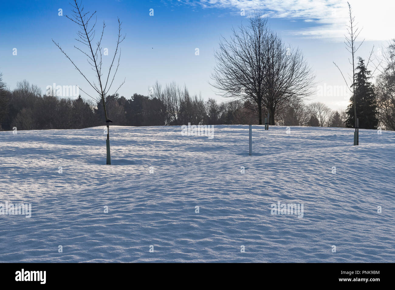 Snow covered ground surrounding trees with blue skies Stock Photo - Alamy