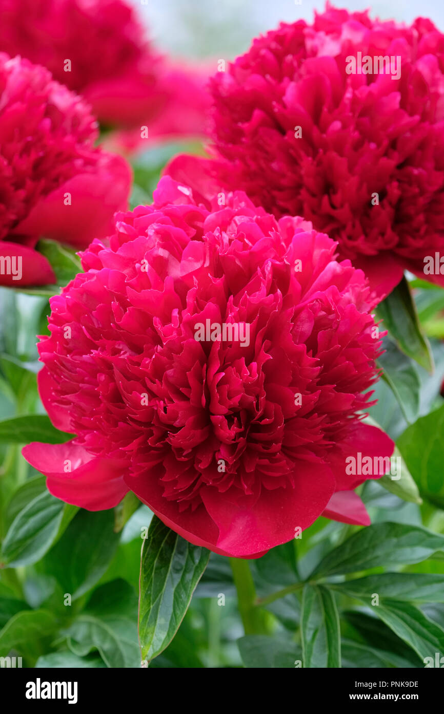 Close-up of deep red Paeonia 'Red Charm', peony 'Red Charm' Stock Photo