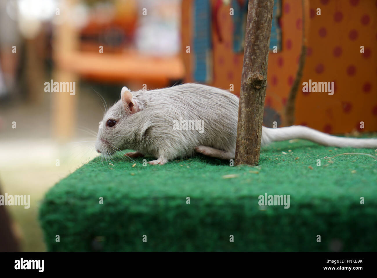 A little mouse that does not run away though she could Stock Photo - Alamy