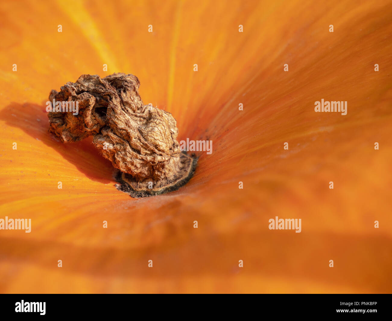 Orange pumpkin texture. Close up Stock Photo
